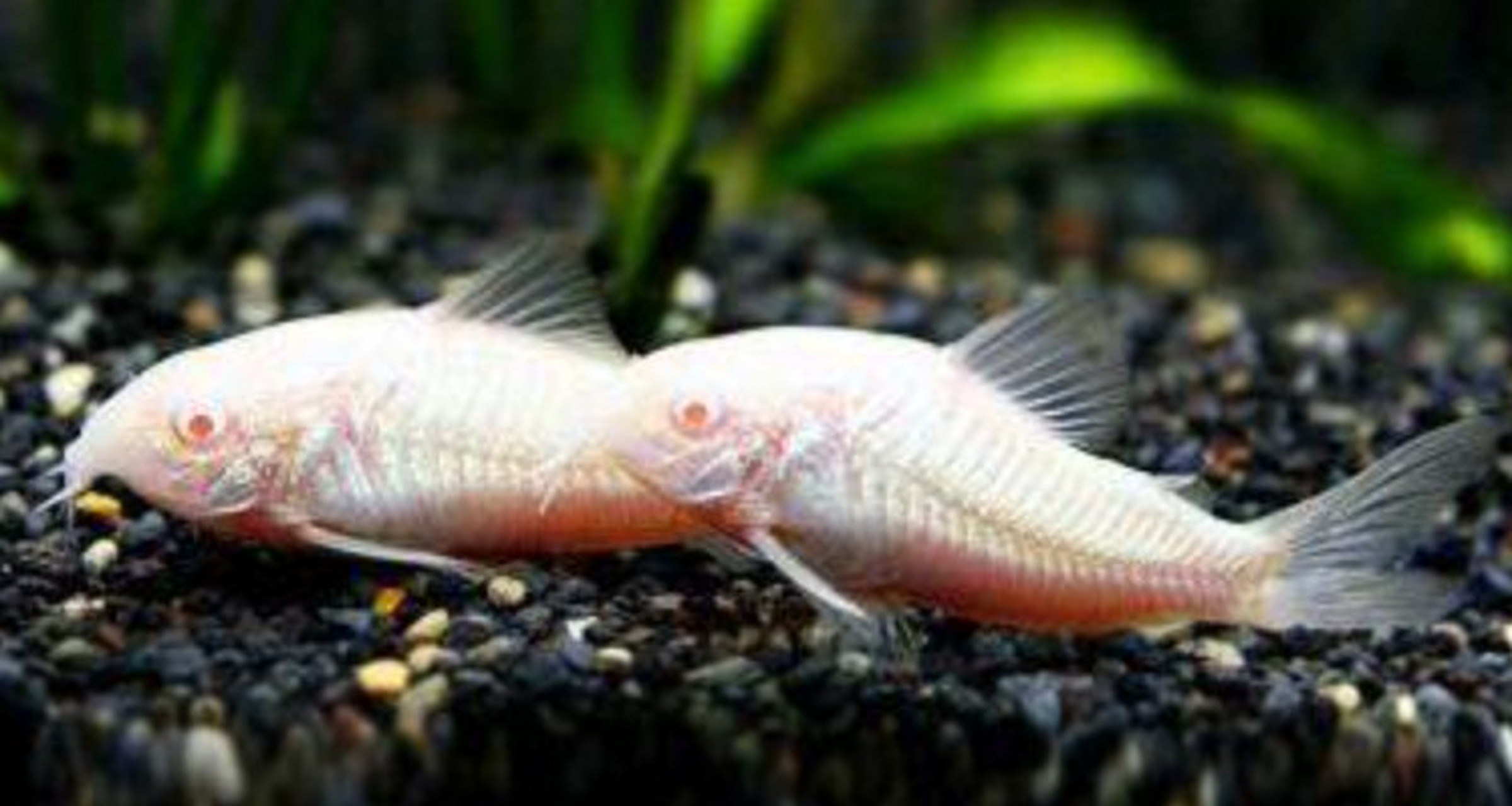 鼠鱼的繁殖方式:  鼠鱼的家庭一般都是"雄性先熟",也就是雄性达到一定