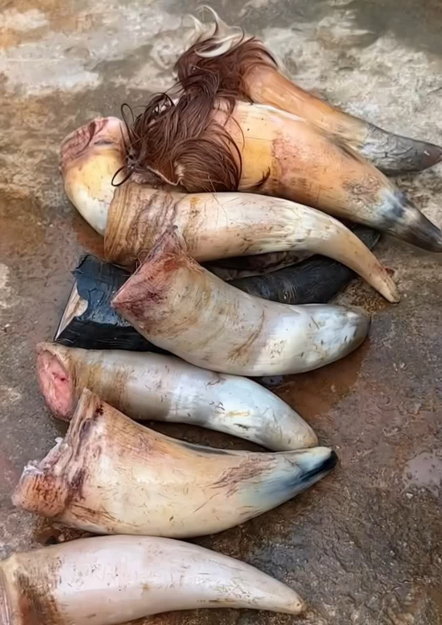 麻辣"牛角",中国人真会吃,10斤才出几两肉.[大哈]