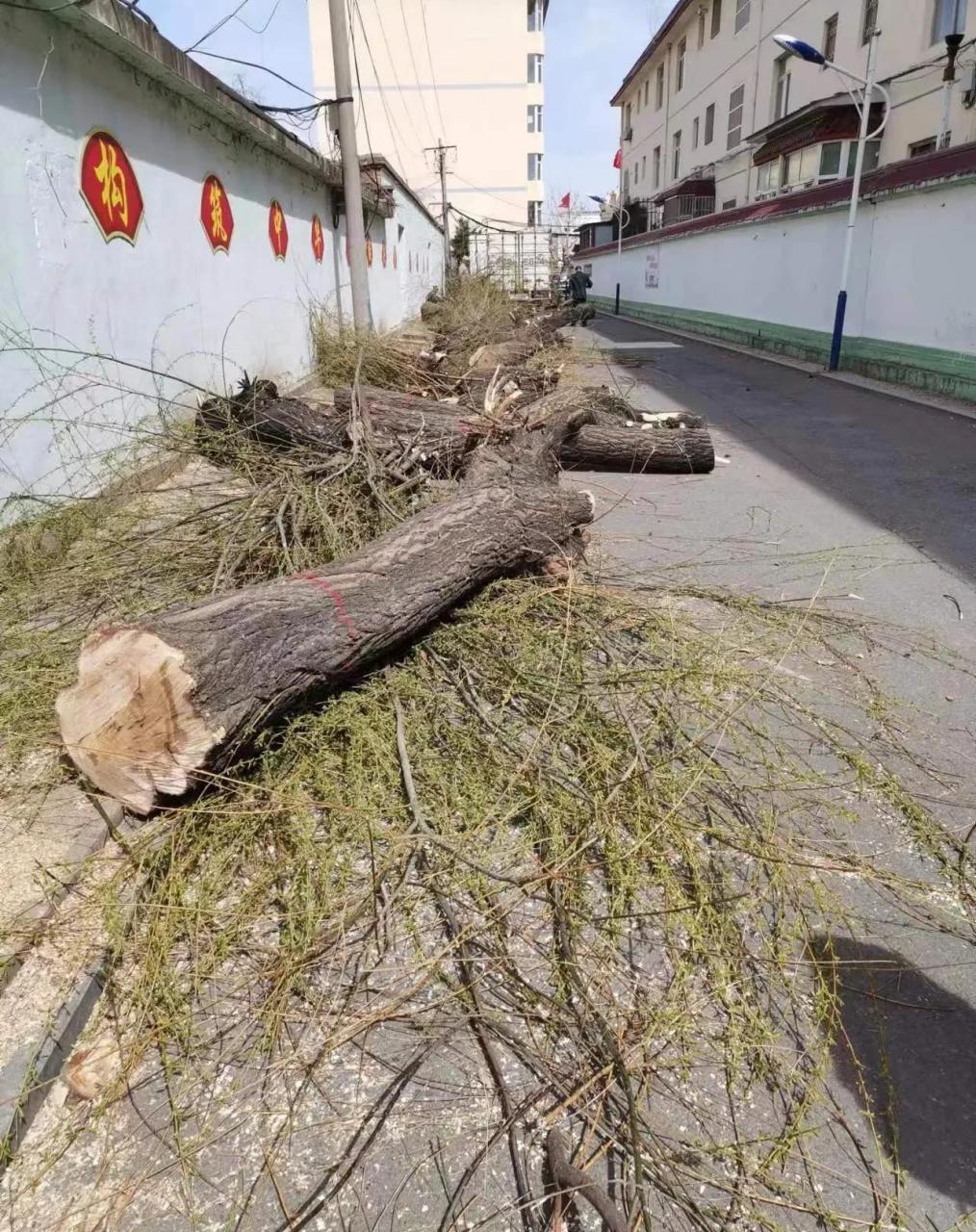 砍树的危害图片