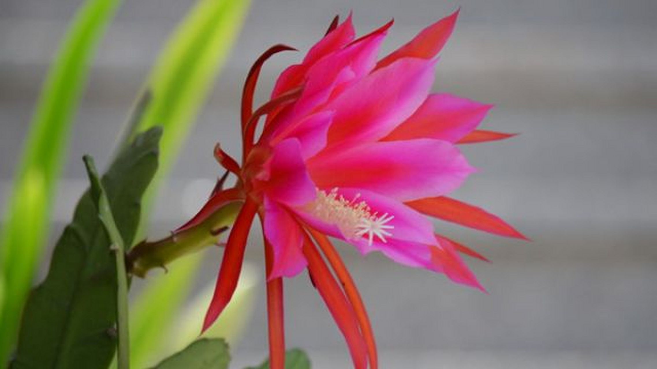 那么,如何才能让这美丽的令箭荷花在家中绽放呢?