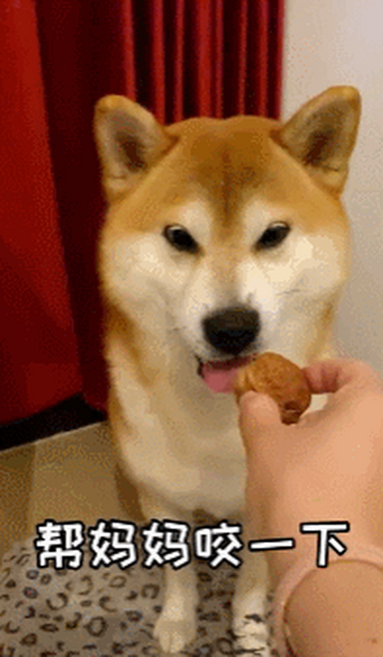 狗狗不光是疗愈人心的好伙伴,有时也能当工具人?