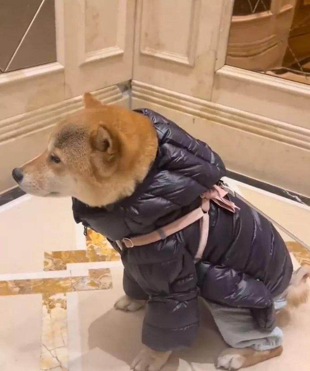 狗子都穿上羽绒服了 #中国版chatgpt来了# #搞笑趣味图