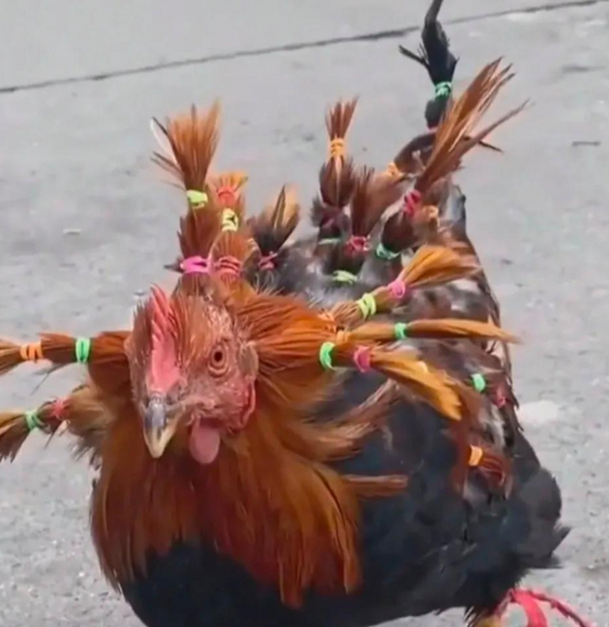 朋友无聊的时候,就会给自己家的鸡编辫子,我也看除了她的无聊了!