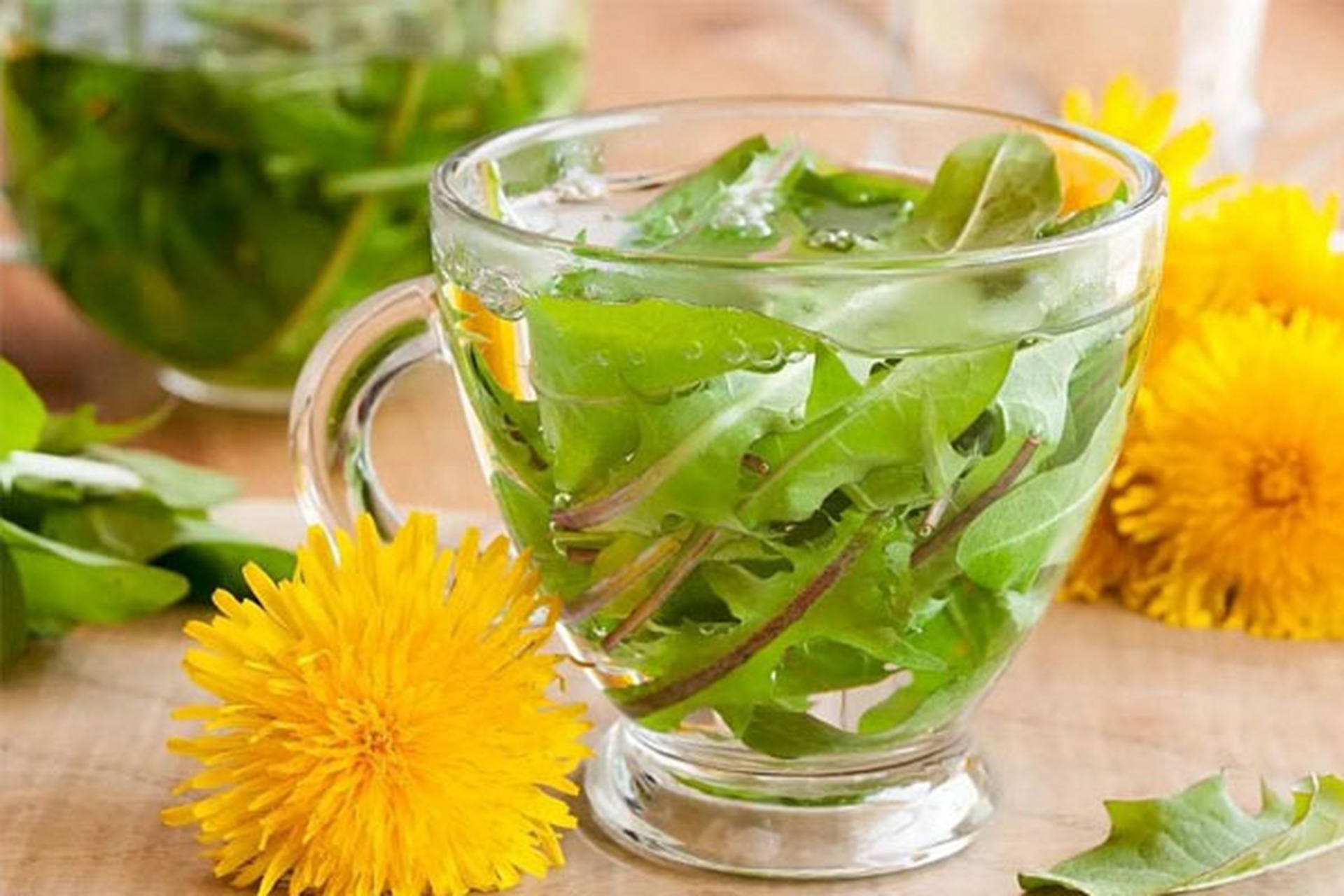 男人喝"蒲公英泡水",能缓解前列腺问题!  蒲公英,边缘带着锯齿状叶子.