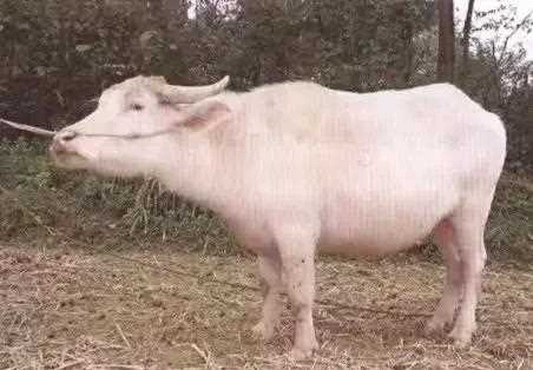 【贵州牛】白水牛是贵州凤冈县特有的优良畜种,白水牛被毛全白,致密而