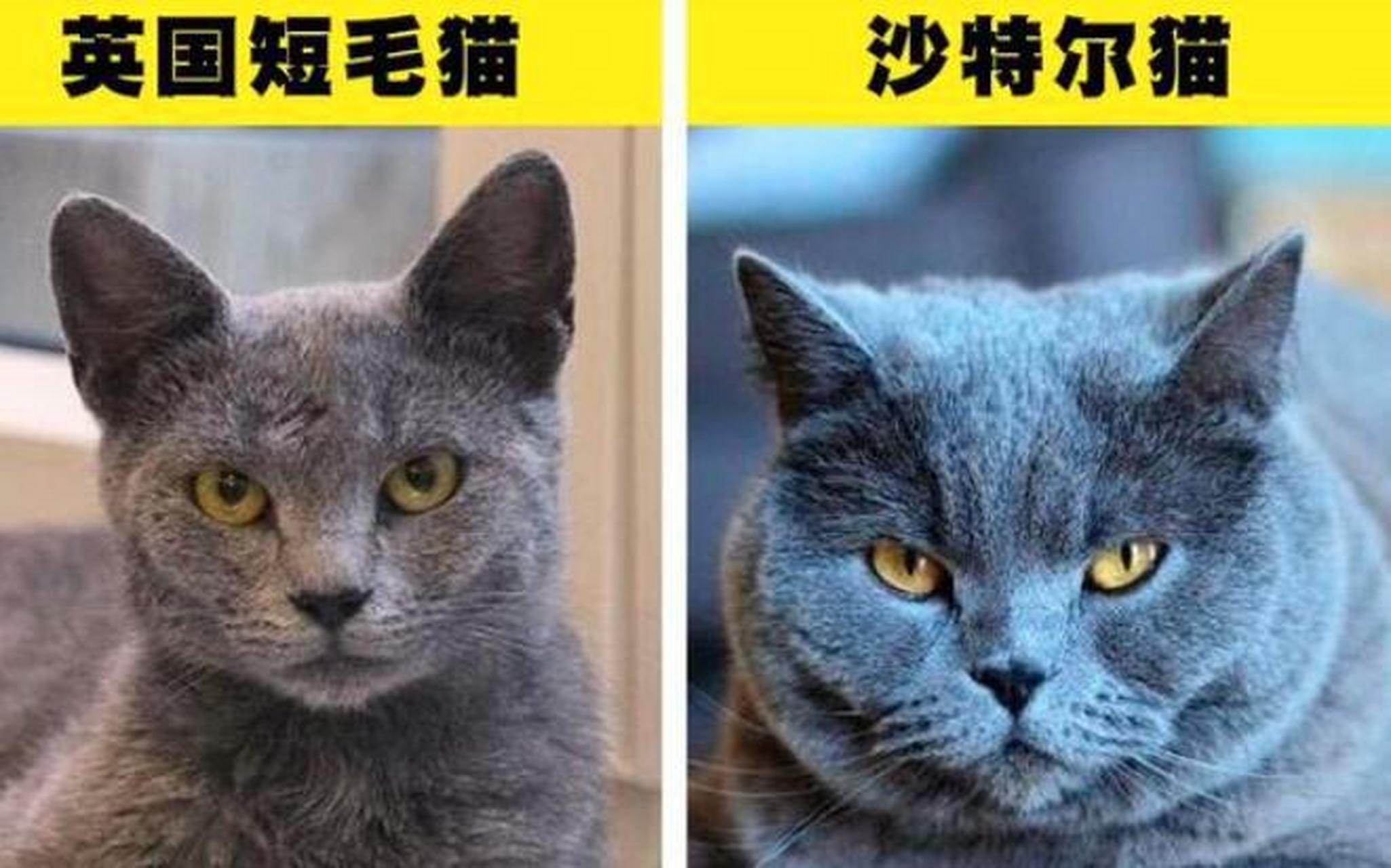 英国短毛猫的腿更粗