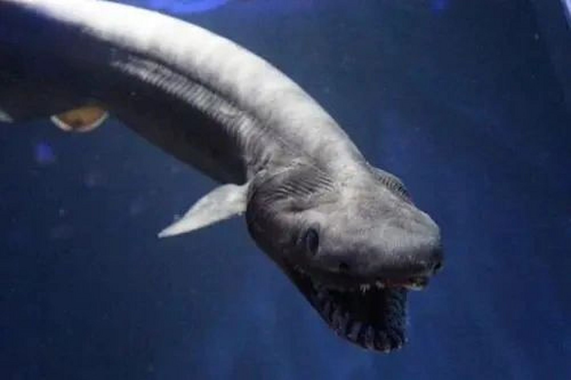 拥有超过300颗牙齿🦷的鱼 皱鳃鲨 最原始的一种鲨鱼 有活化石之称