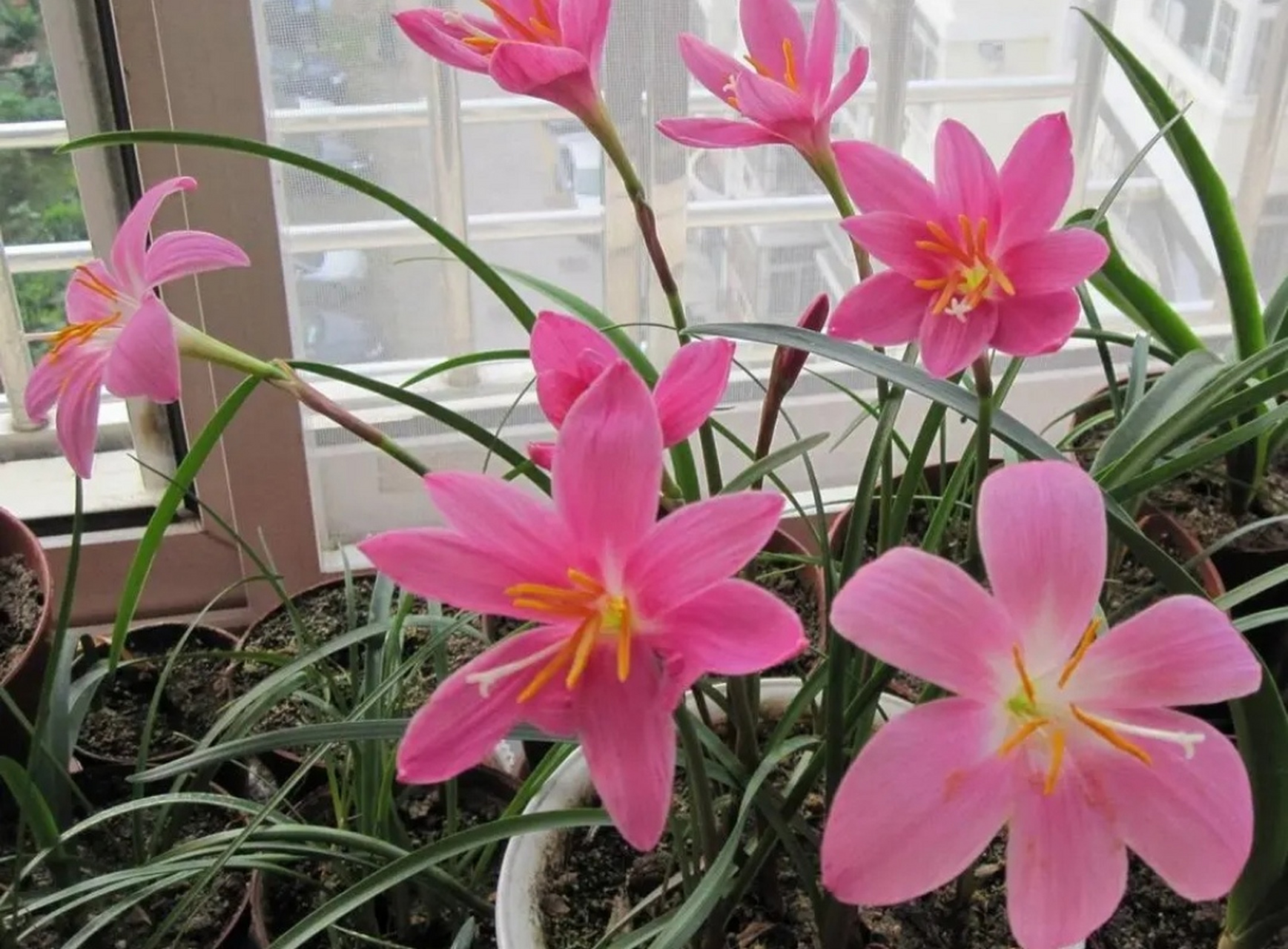 风雨兰可以说是非常好养的一种多年草本花卉,它的株形低矮,叶丛优美