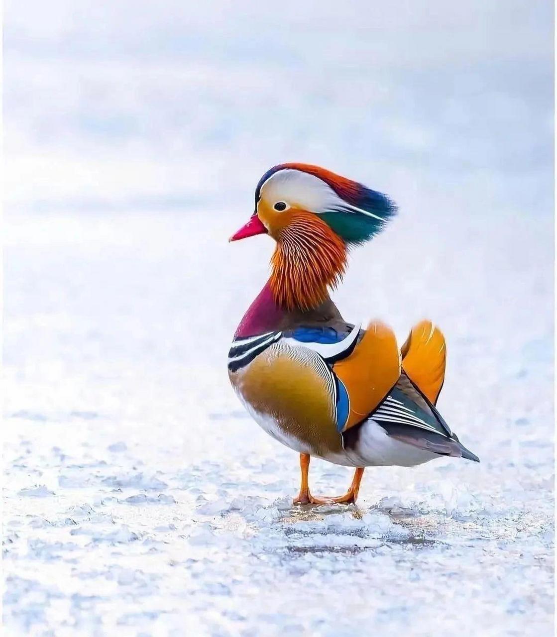 让孩子认识一下10大美鸟,热爱大自然,保护小动物?