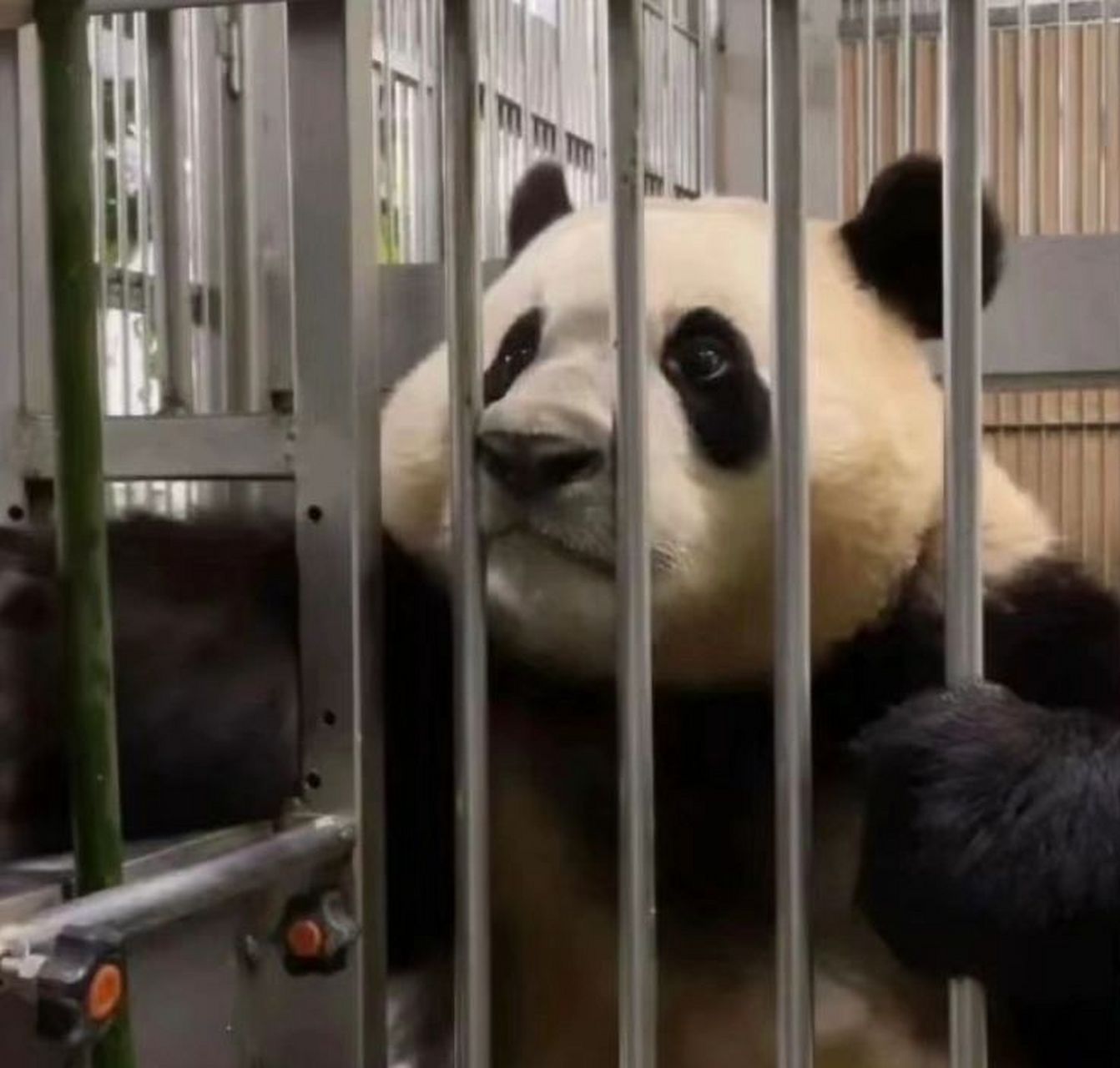 福宝的表情好委屈 是一只把喜怒哀乐都展示在脸上的小熊呀