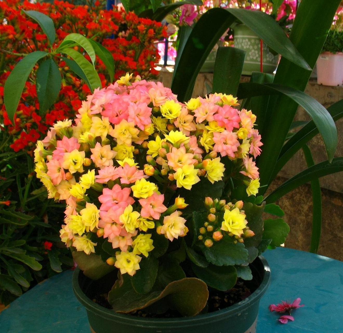 阳台还有地儿的,可以养这种花——长寿花"变色龙",又名et,外星人,一种