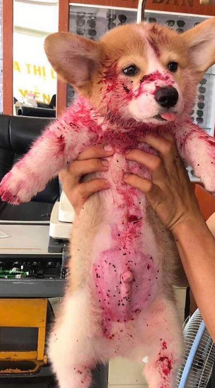 偷吃火龙果的小狗,把我吓得,差点以为它怎么了