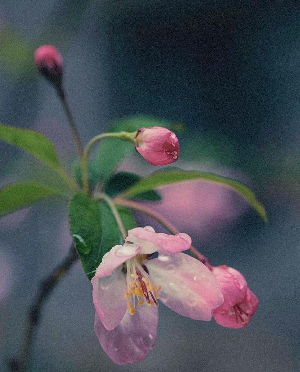 《题拈花微笑图》 唐寅 〔明代〕 昨夜海棠初着雨,数朵轻盈娇欲语.