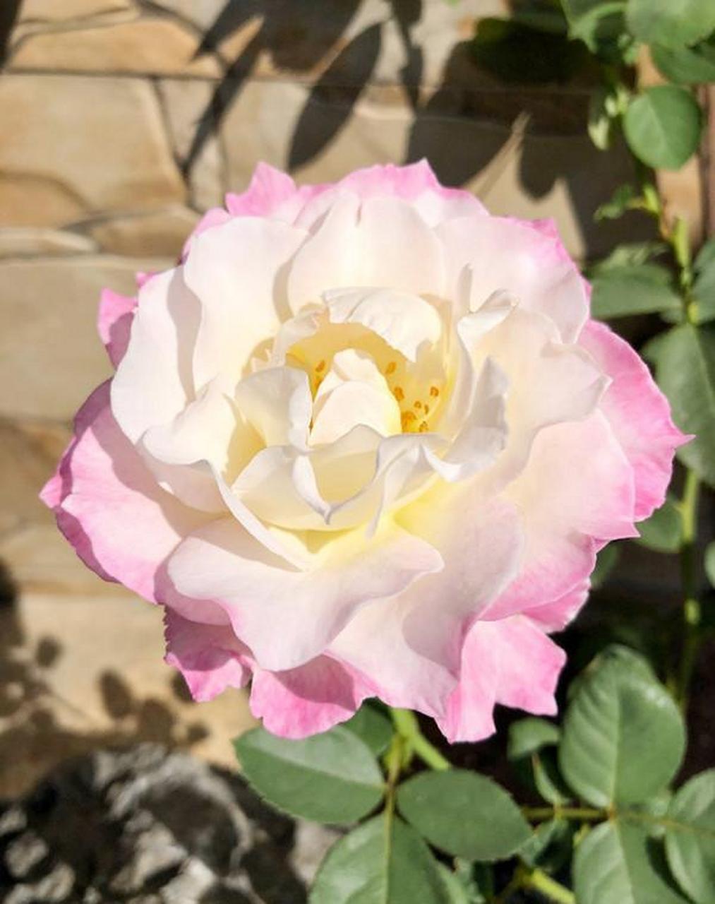 六翼天使,别名炽天使,一款堪称"完美"的月季花,花型深杯状,可作切花