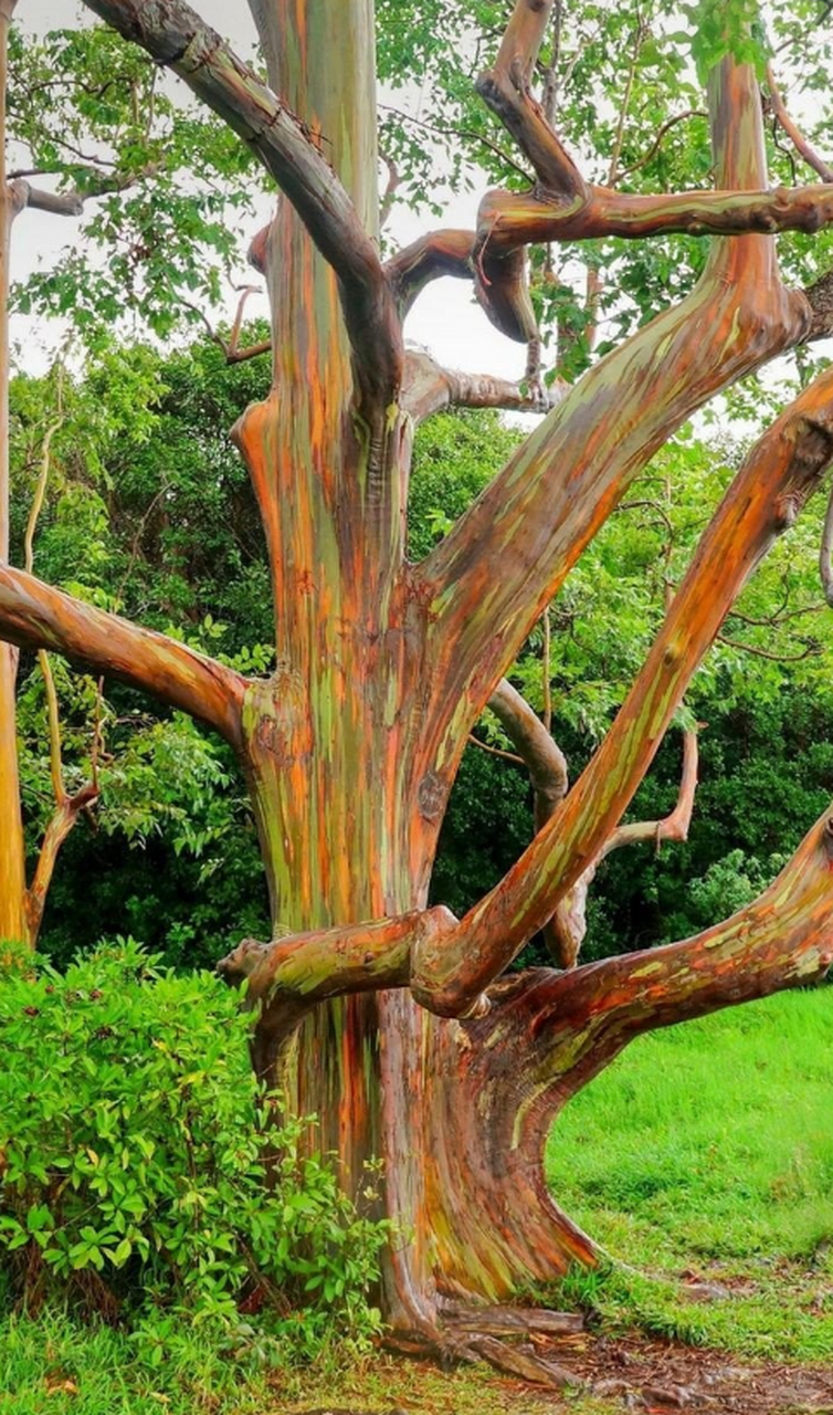 美丽的彩虹桉树,这种与众不同的彩色现象因树皮在不同时间脱落所致,不