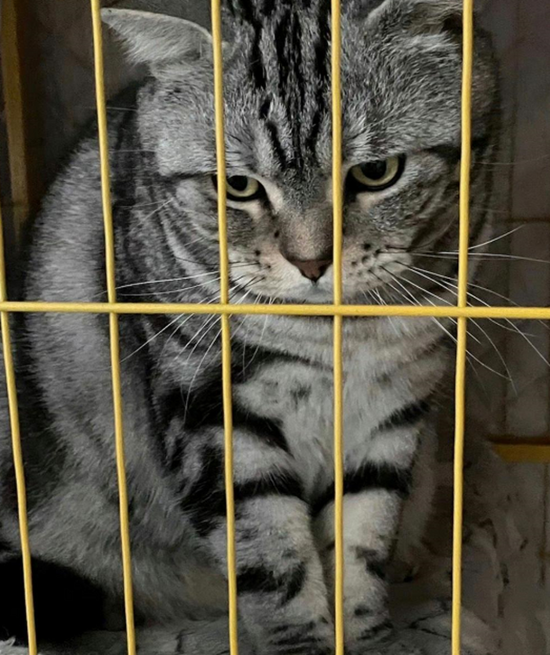 先动手的就关小猫监狱!
