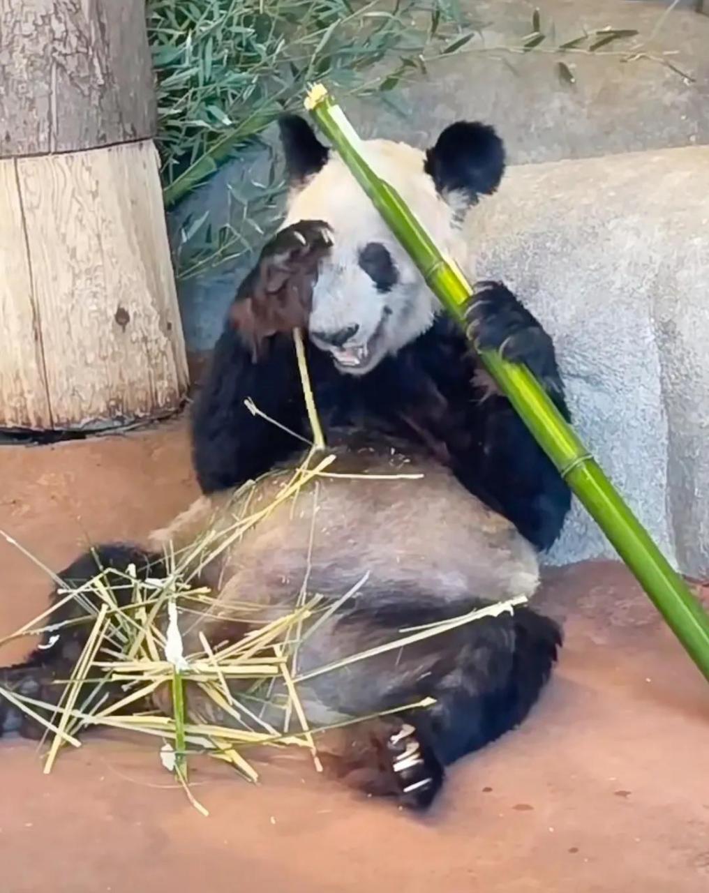 以下圖片都是視頻截圖,大家可以看今天3月8號的,在美華人網友去動物