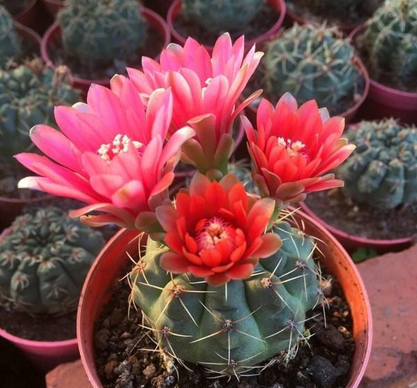 仙人球的种类非常多,最让我喜欢的就是绯玉花.