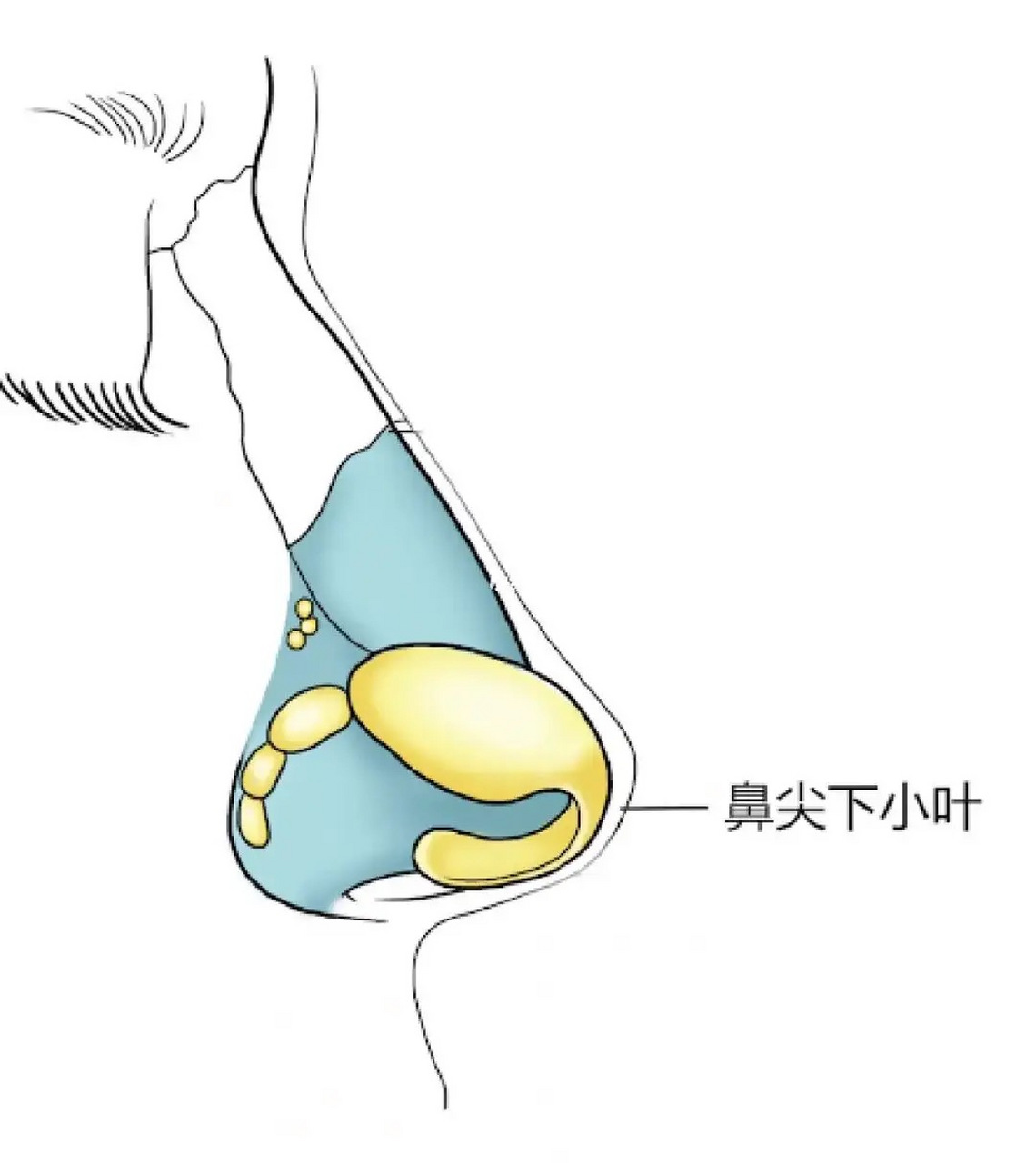 鼻小叶位于鼻翼两侧的部位,也称为鼻翼.