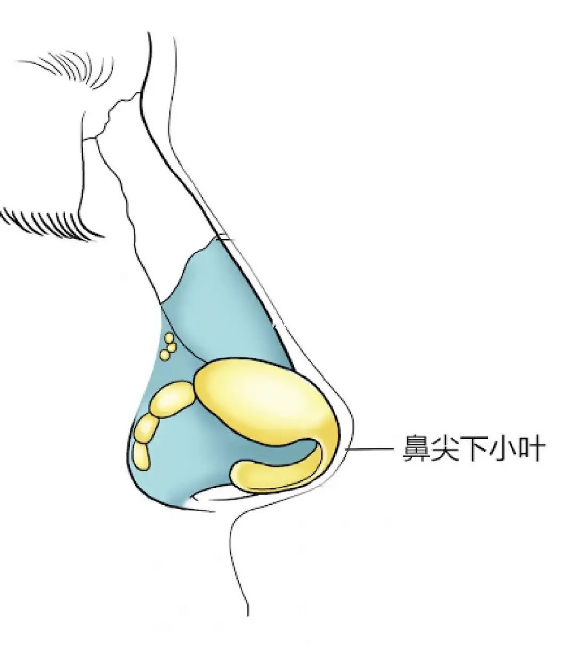 鼻尖下小叶图片