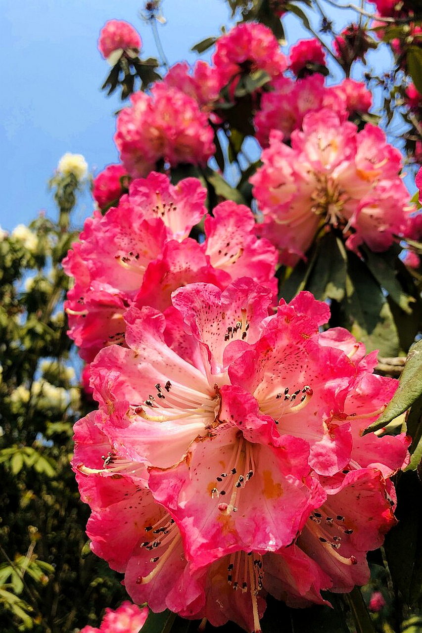 毕节市大方县杜鹃花图片