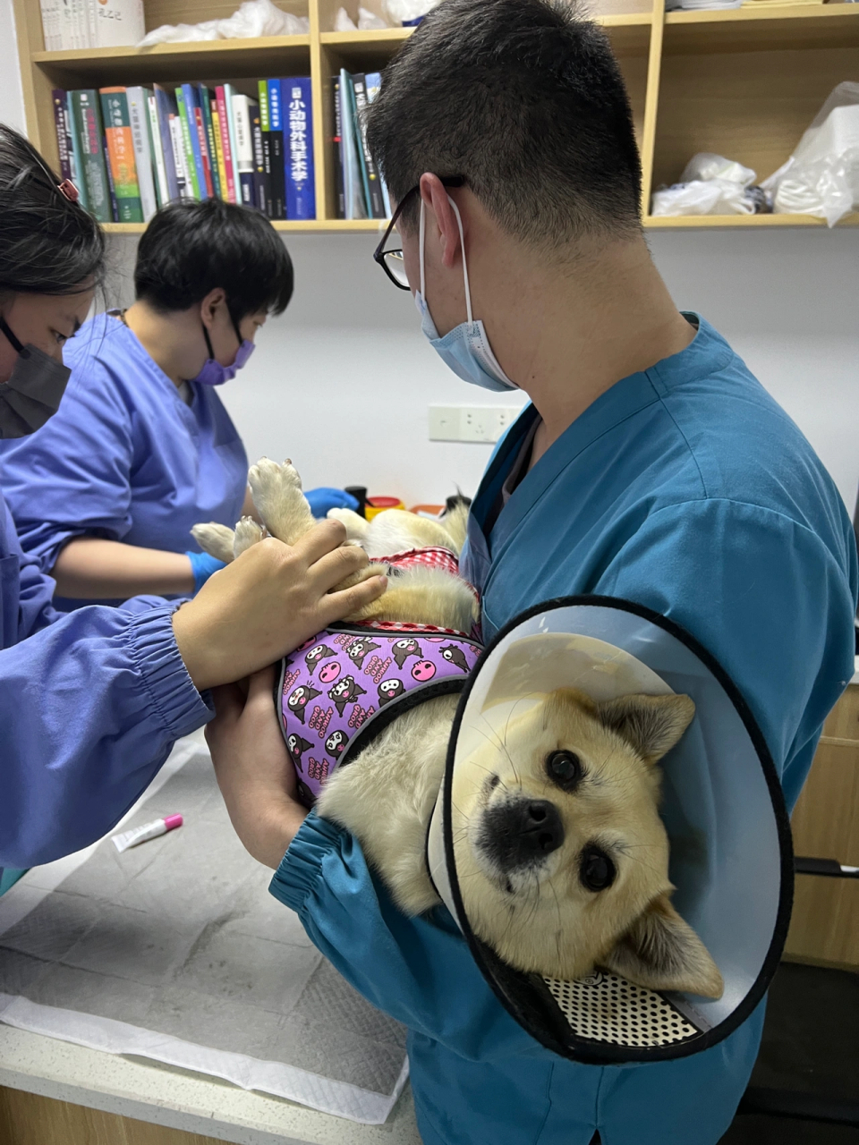 勇敢狗狗不怕困难 妈妈又带我去了一家新的医院,已经是第三家了