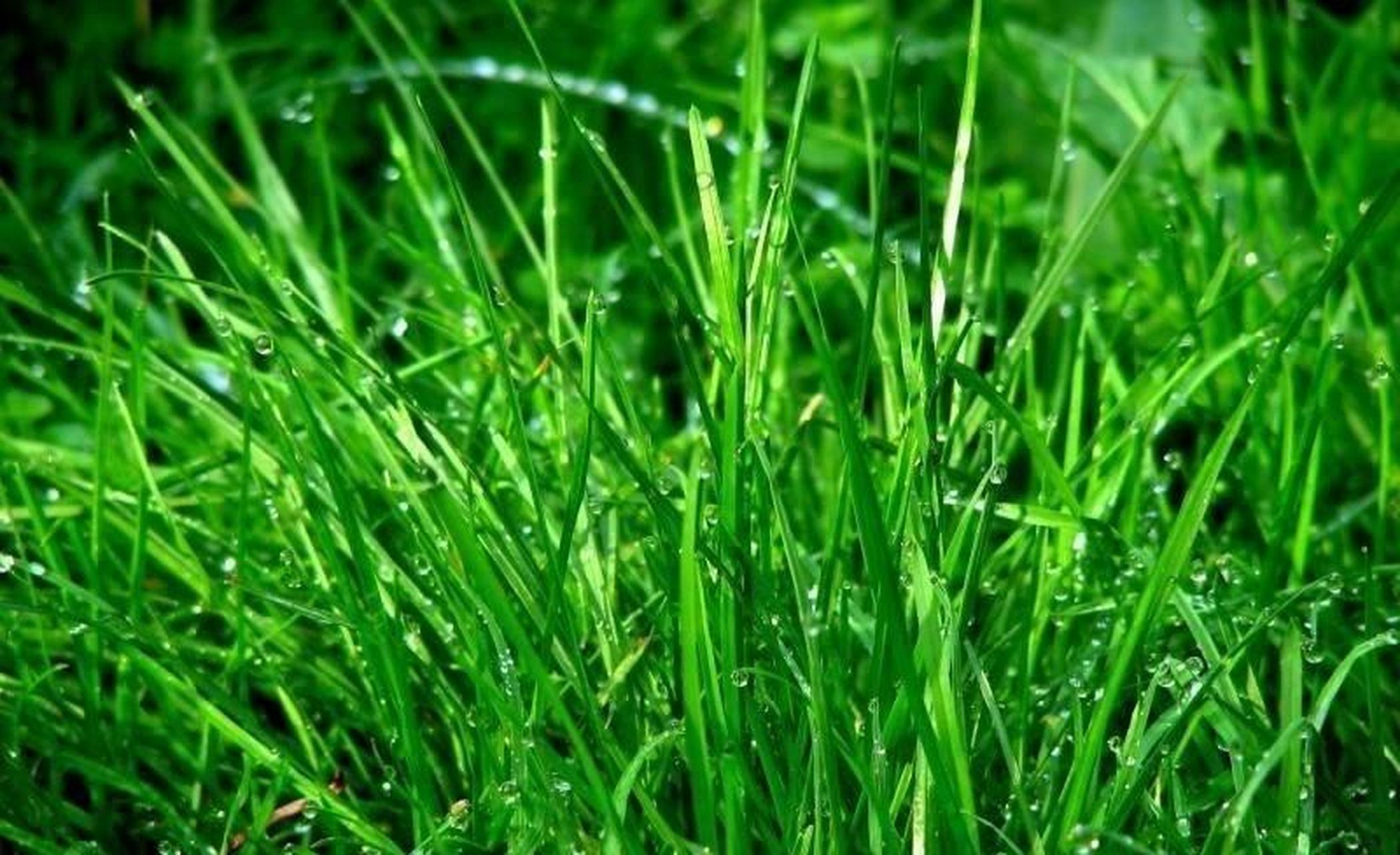 生肖羊 生肖羊是一个不善于变通,在感情中示弱的人.