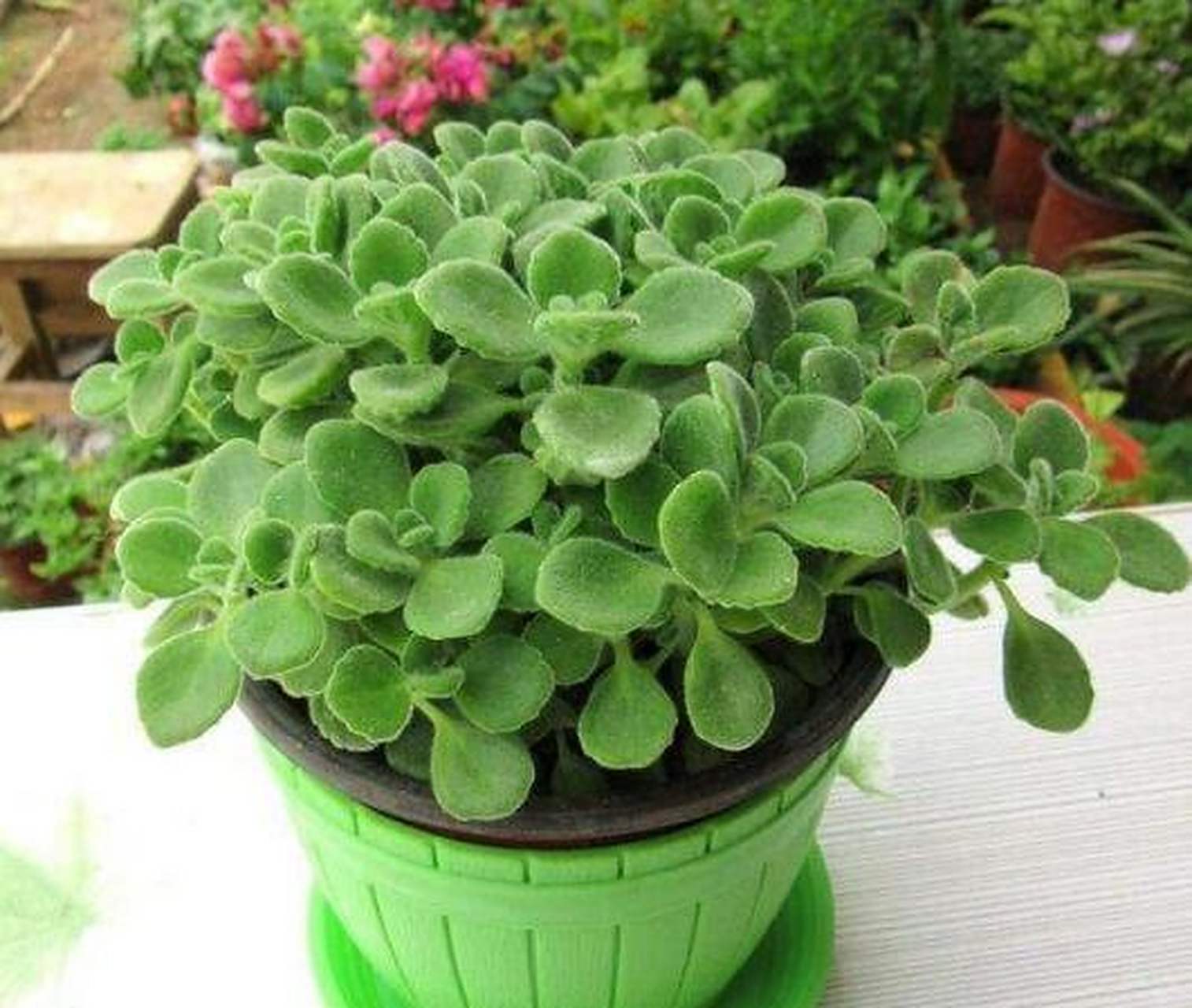 [微风]碰碰香是一种能散发出淡淡清香的香料植物,很多人在家里养一盆