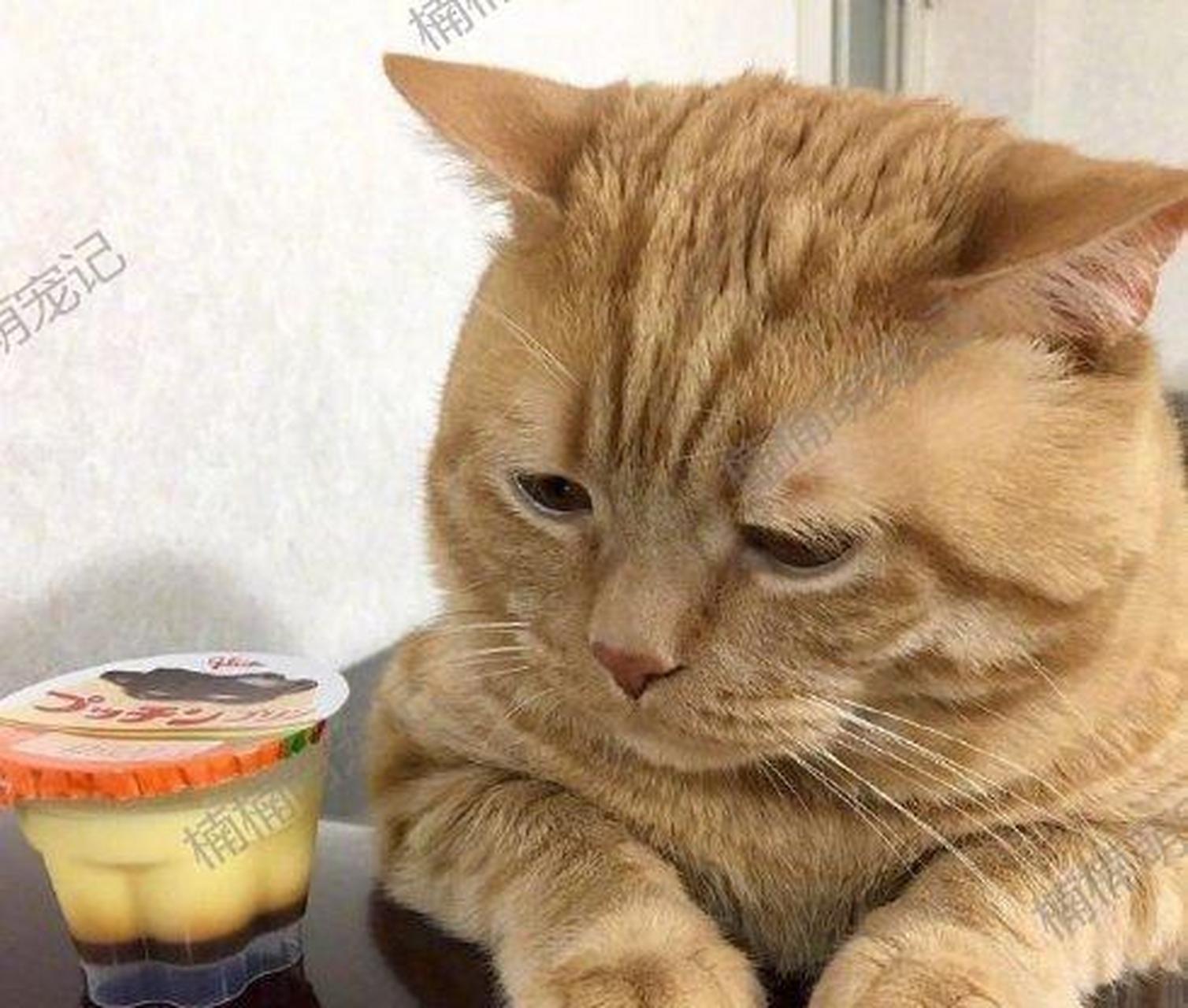 [不高兴] 养宠知识分享:肥胖会给猫咪的身体带来不少负担,还容易引起