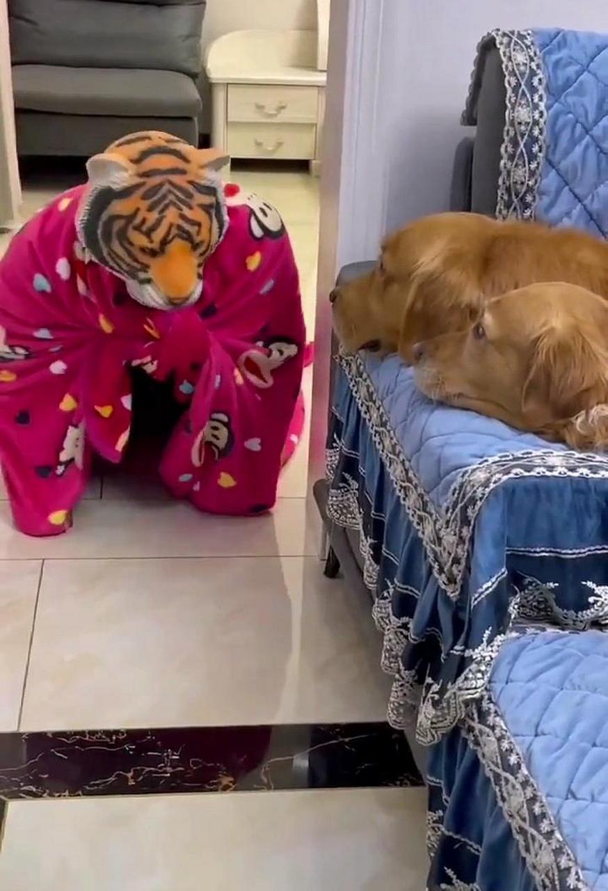 网友:这就是古话说的"虎落平阳被犬欺"吧!