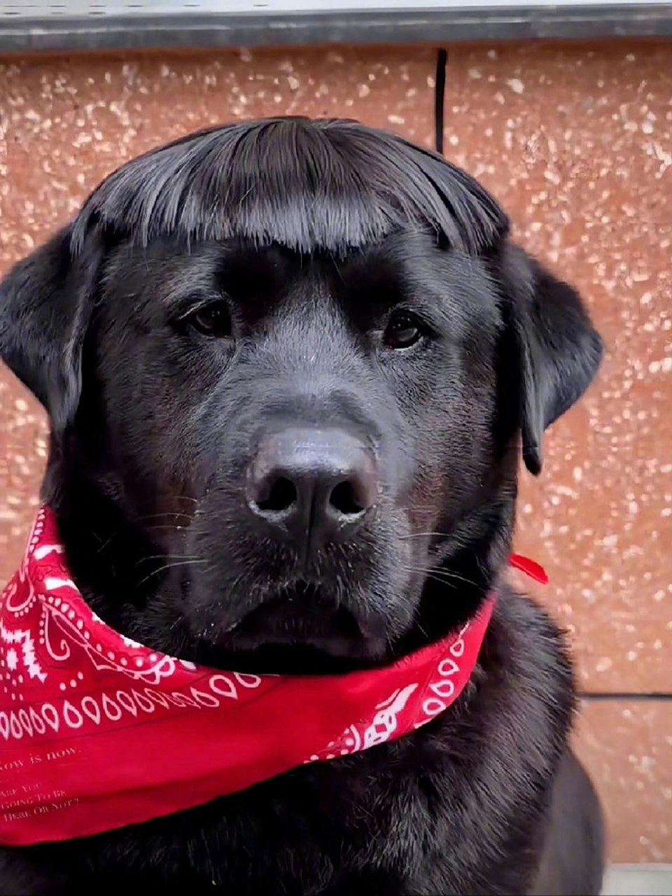 这小头型真帅! #恶搞搞笑#  #趣图分享#  #养狗的快乐