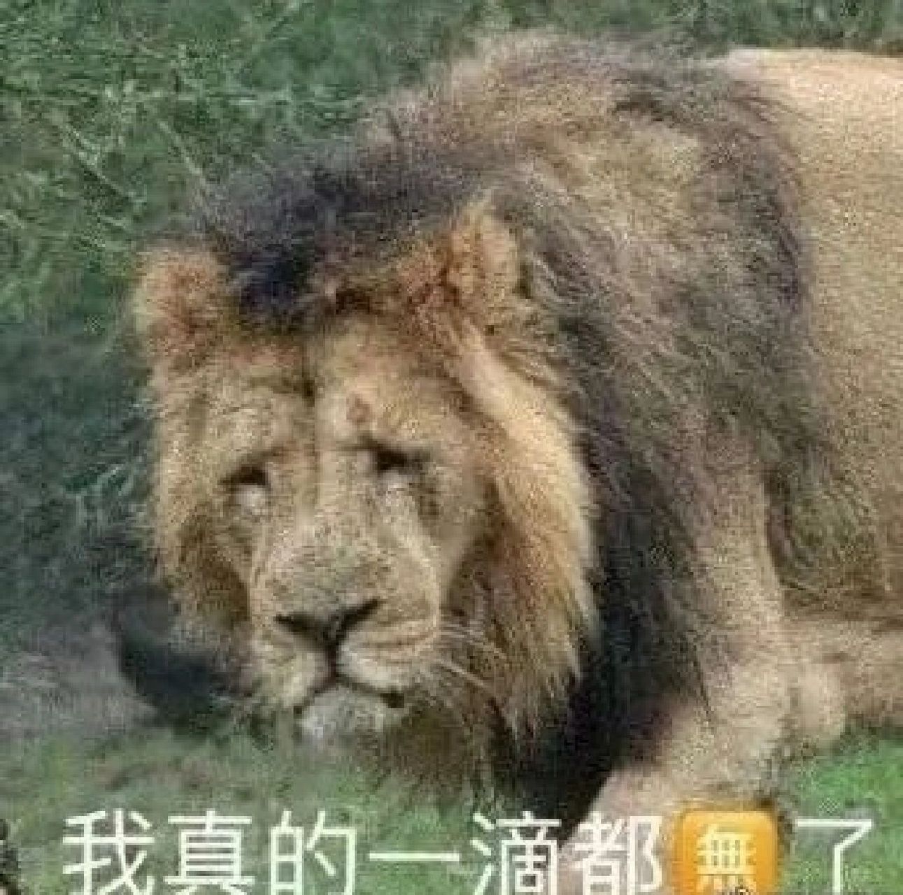 哈哈,公师的表情太好笑了 公狮:我真的一滴都不剩下