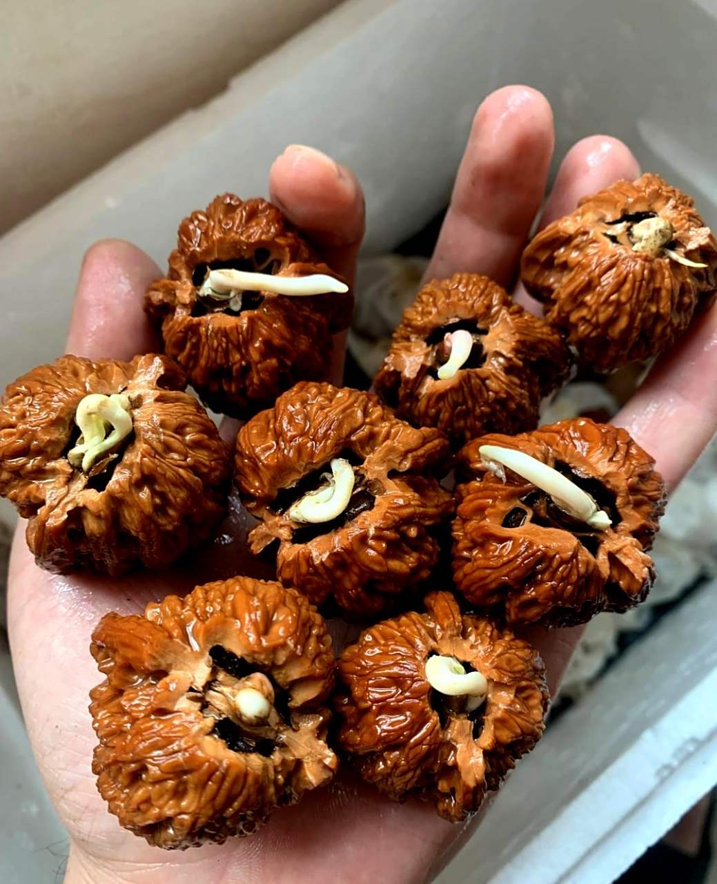 这颗文玩核桃在盘着的时候竟然开始发芽了.