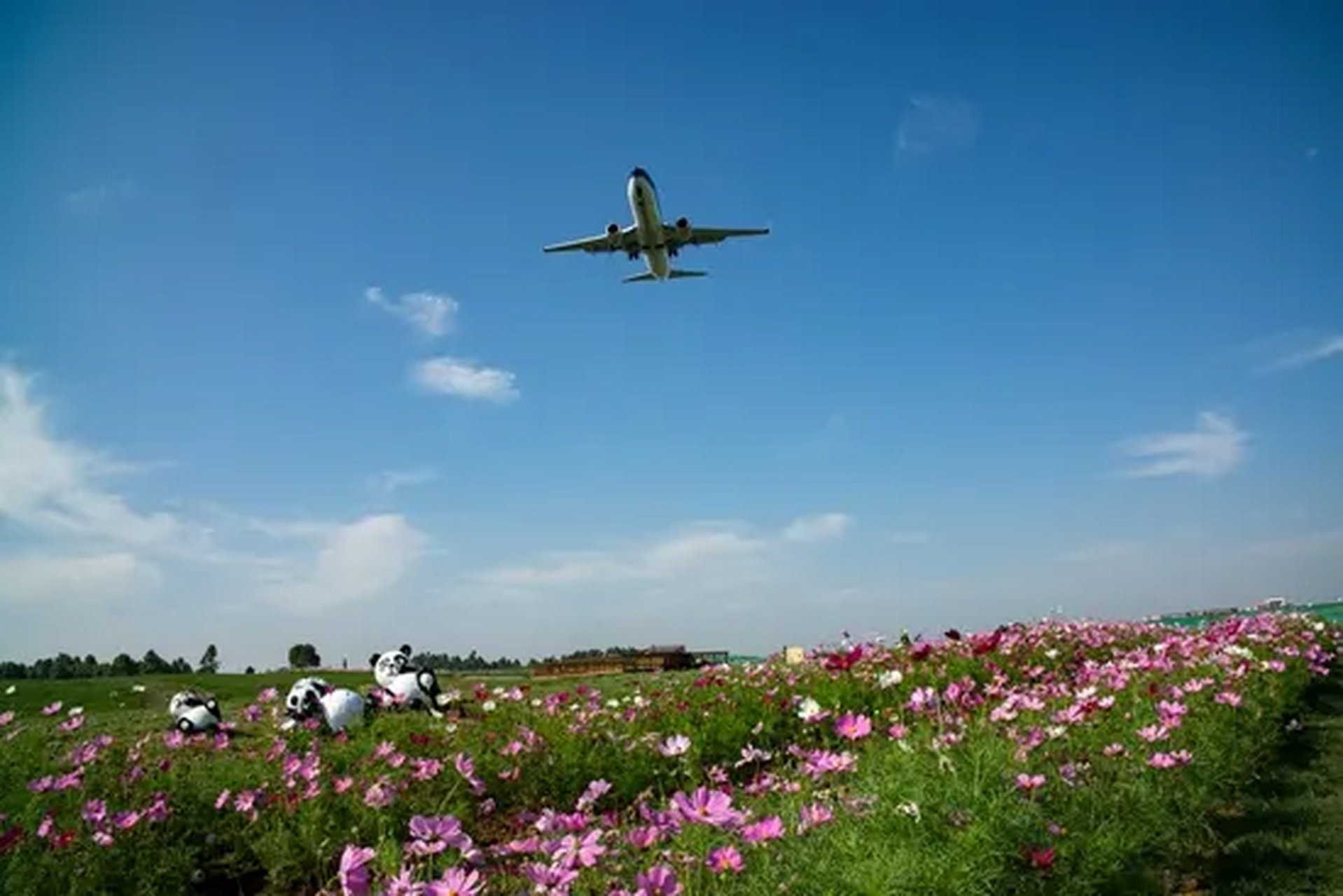 双流空港花田图片