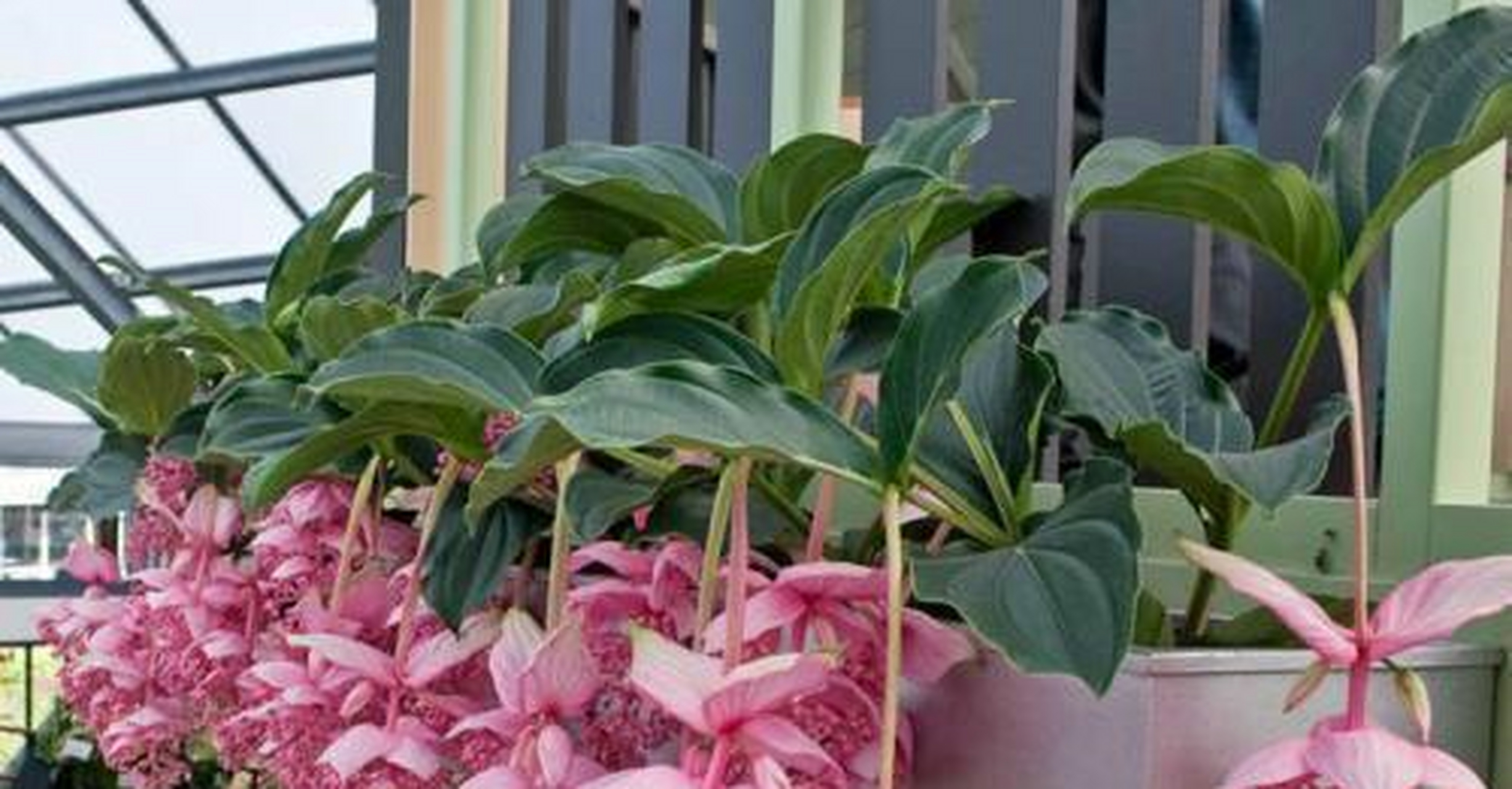 电影里的宝莲灯是法力无边的神器,有一种植物也叫宝莲灯,如果你看到它