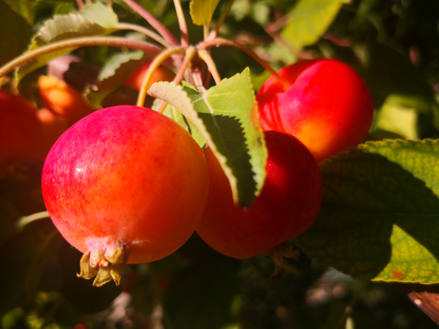 最美沙果来袭～~ 秋日里的沙果树, 已经挂满了红彤彤的果子.