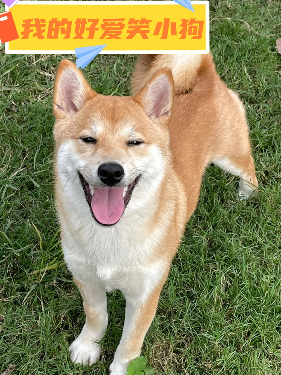 尤其是图3中的小狗,那小牙牙真的太好笑了,让人忍不住想要摸摸它的头