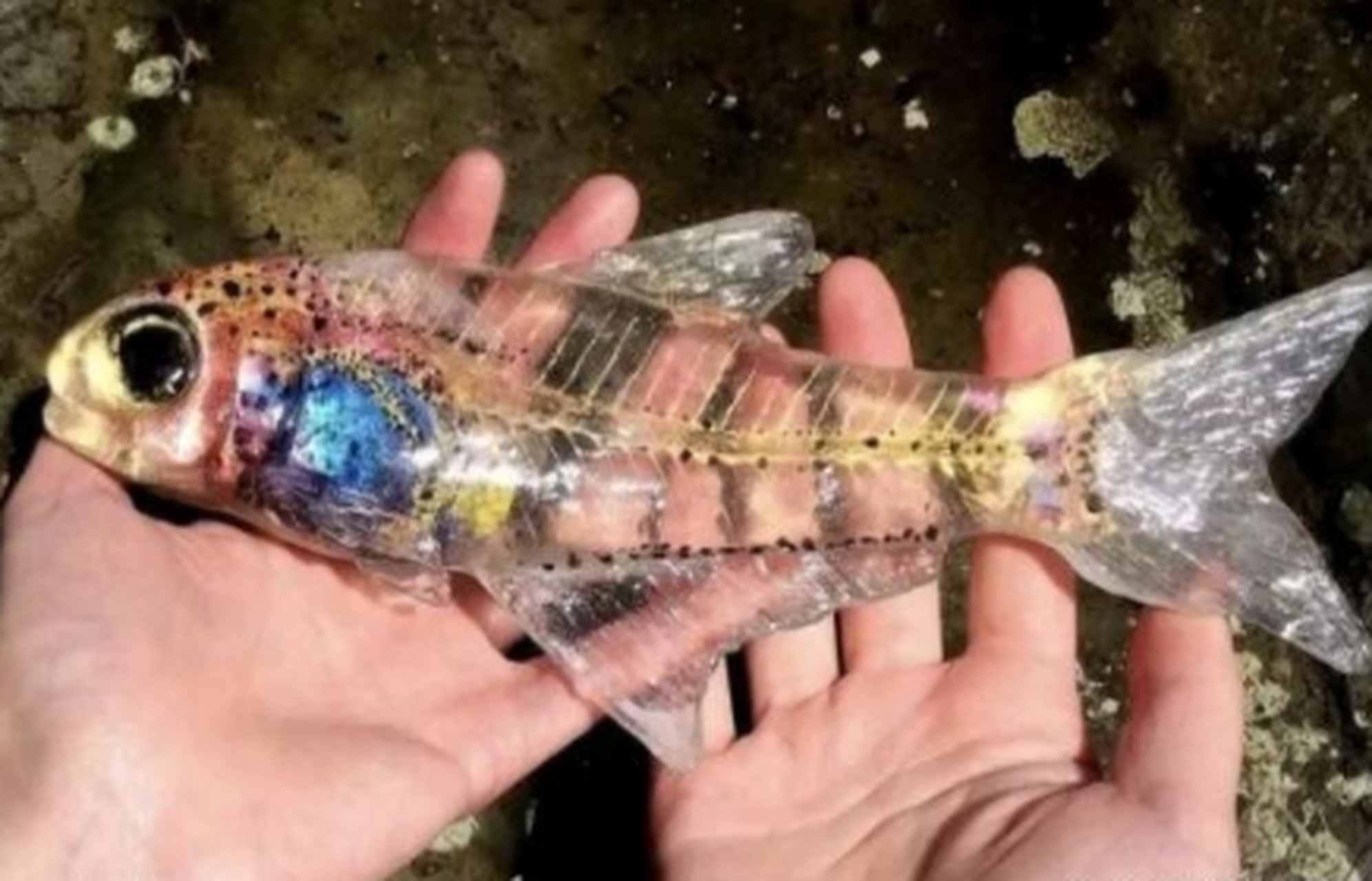 这条鱼怎么胶里胶气的?[抠鼻]