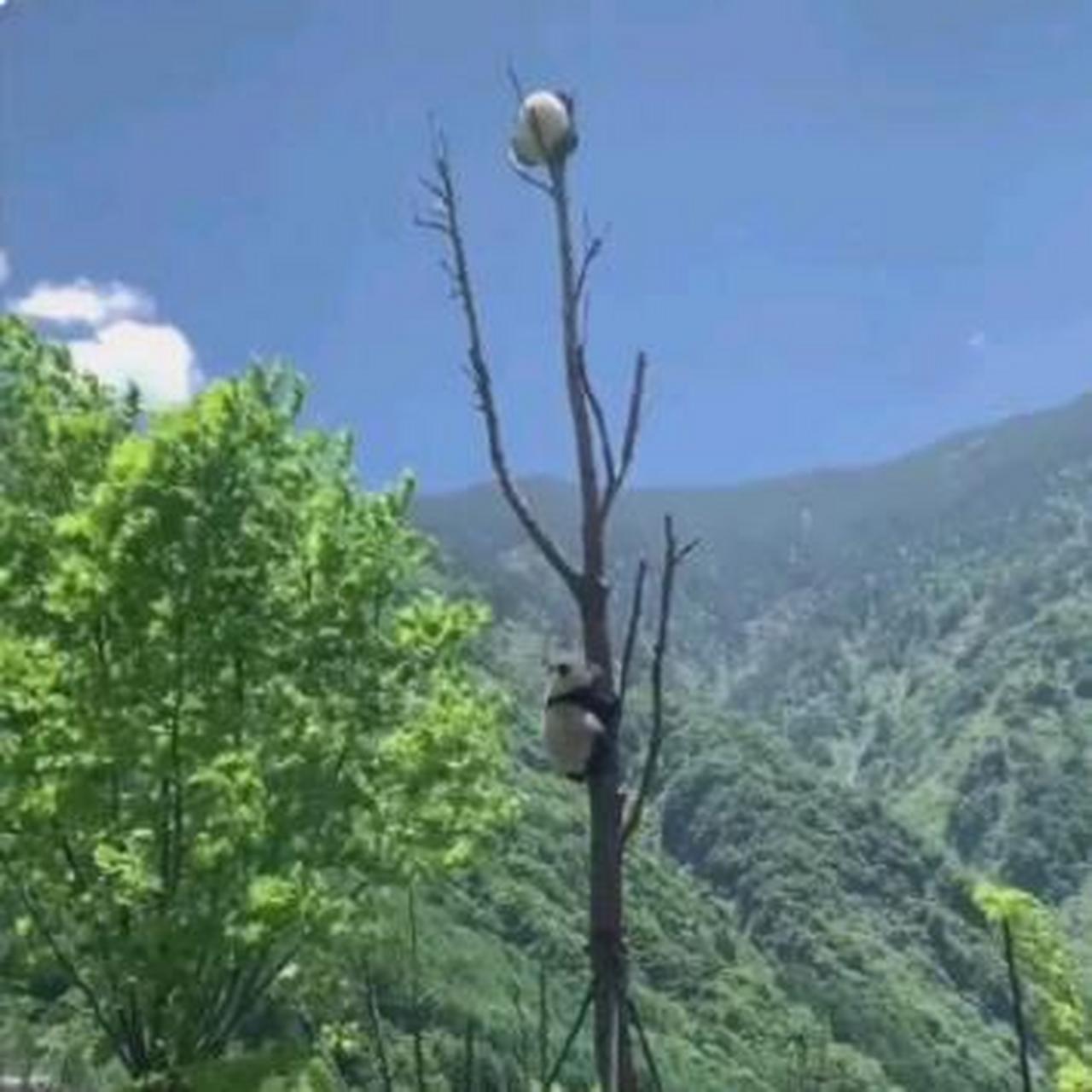 树顶上有一朵熊猫花[捂着左边的脸]