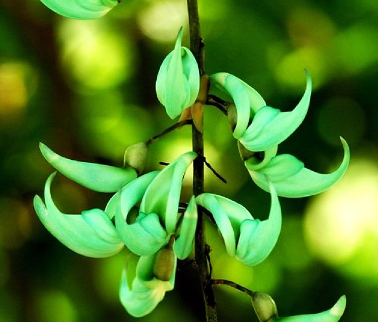 碧玉藤又称翡翠葛,由于属于藤类,是廊架,花亭