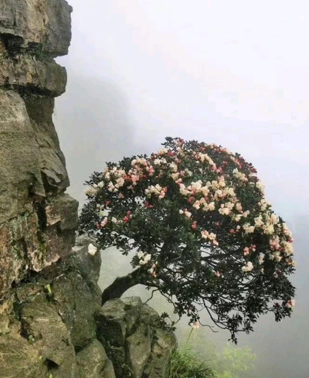 长在石头上的树图片图片