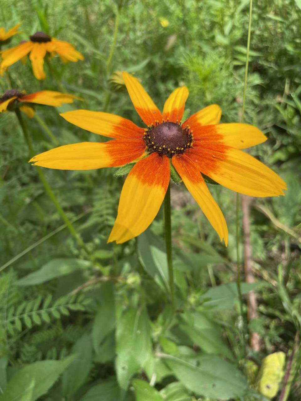 内蒙古草原上有着超过一千种的花草,对于一个喜爱生态旅游的小伙伴来