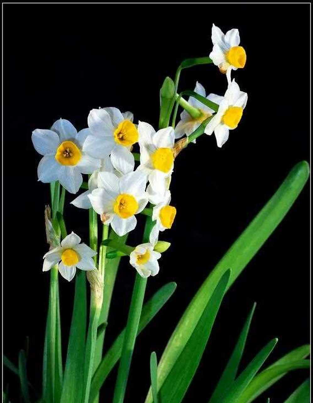 分享图片—三蕊水仙.[再见]