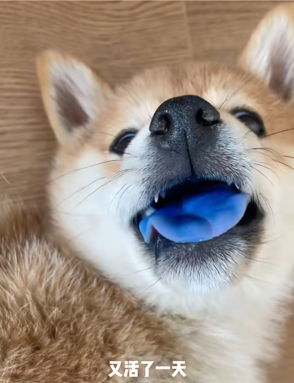 网友:这是特有的蓝舌柴犬,超名贵的!