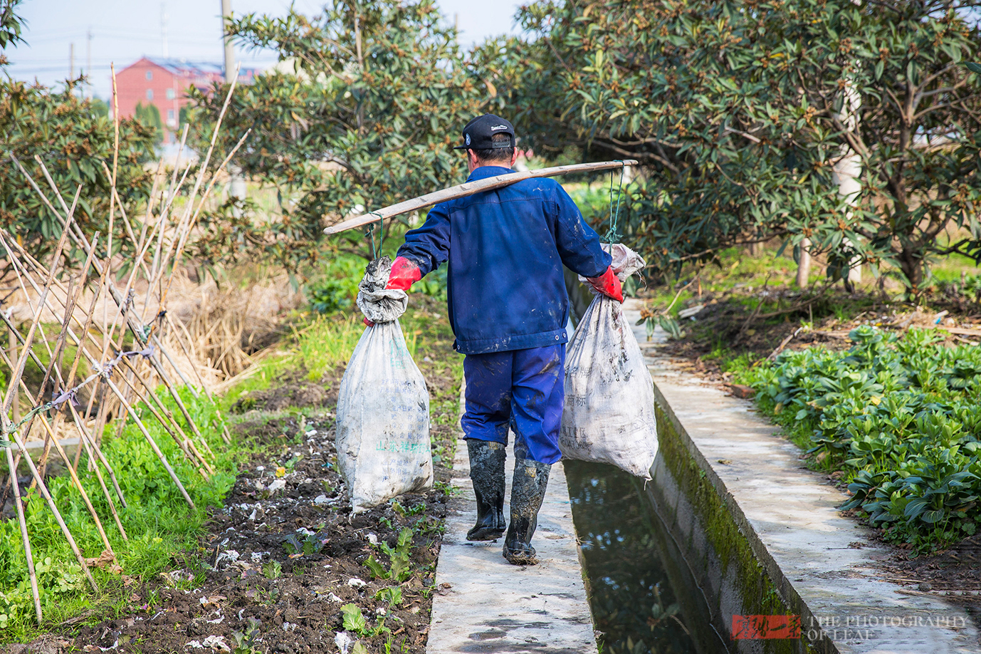 这个东西浙江人在种,北方人在吃,以前过年才能吃到,你吃过吗?