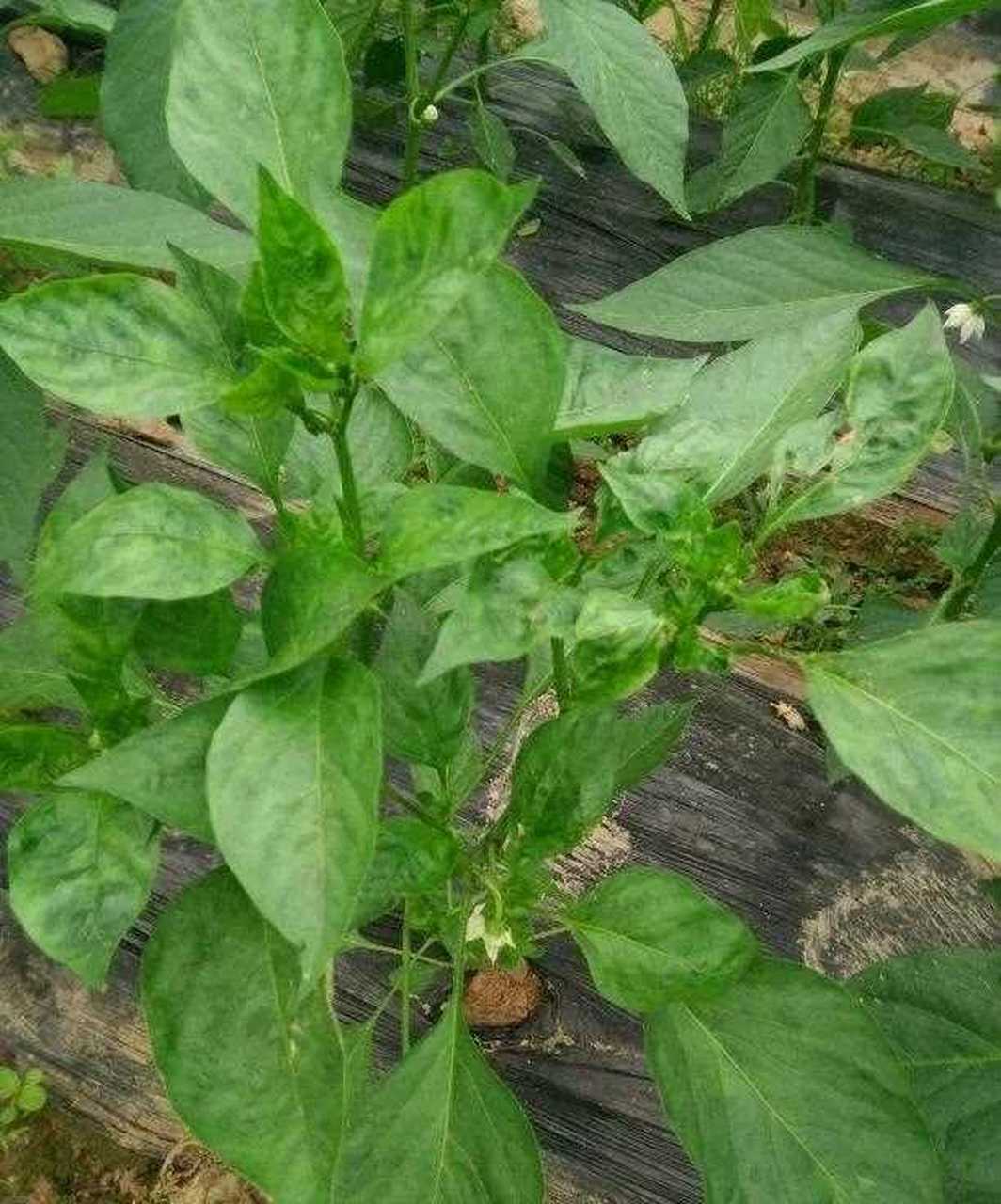 被误认为是辣椒苗的野菜.[?