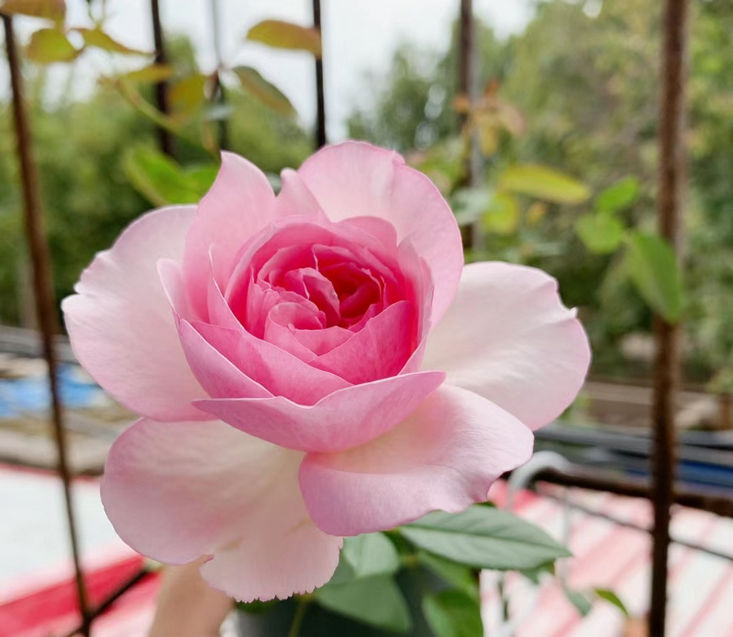 这种花名叫"新浅樱桃",月季花的优秀品种,株高仅60厘米,矮壮矮壮的