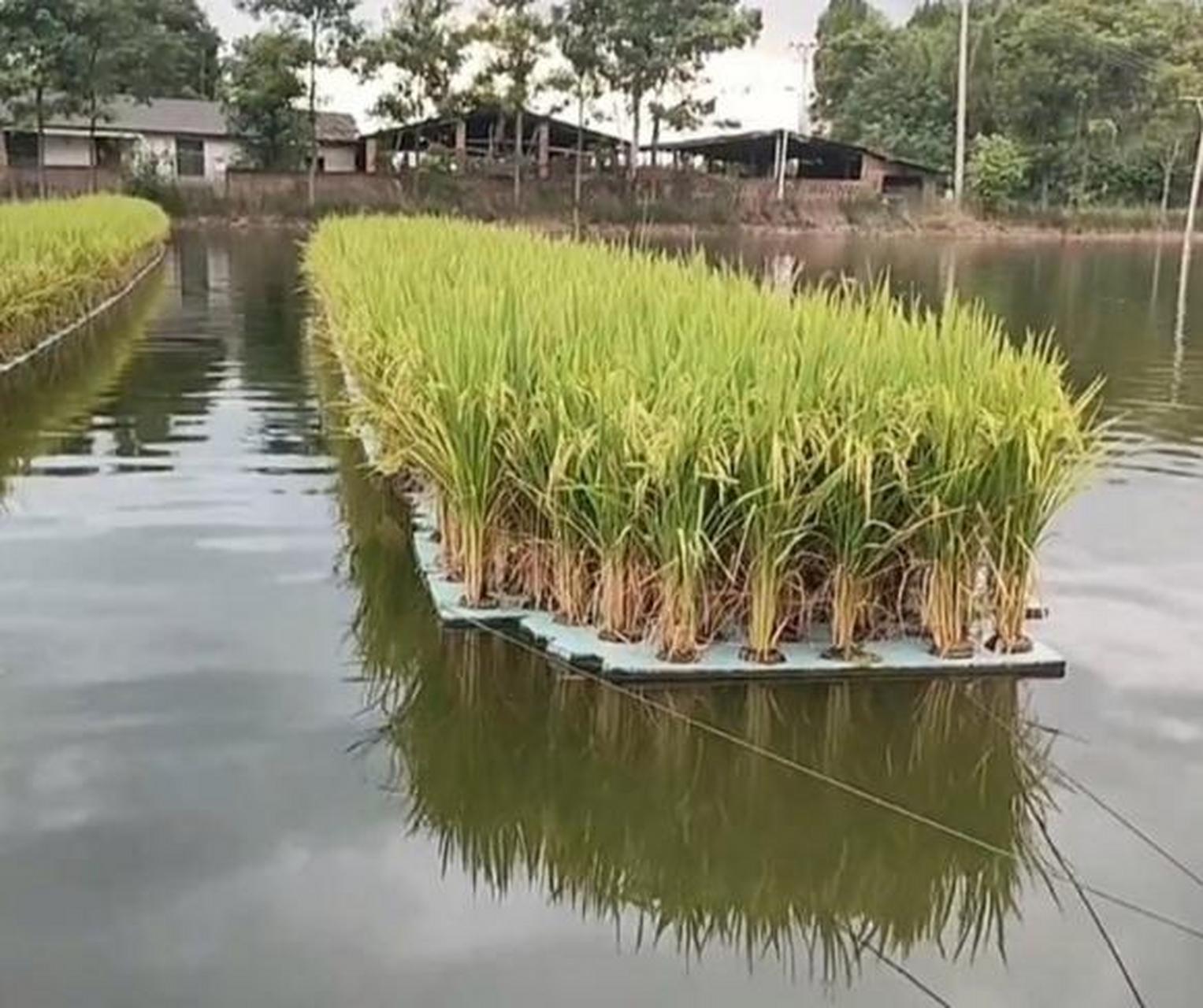 水培水稻,下面还可以摸鱼!感叹科技的发展啊[微笑]