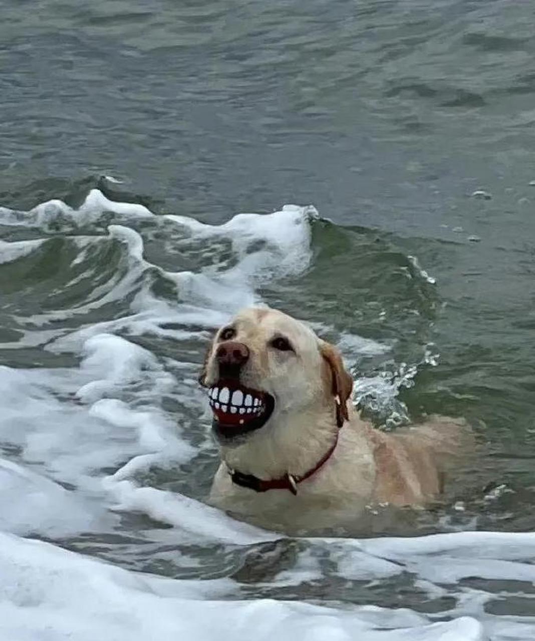 像不像刚做完烤瓷牙的你 #搞笑趣味图