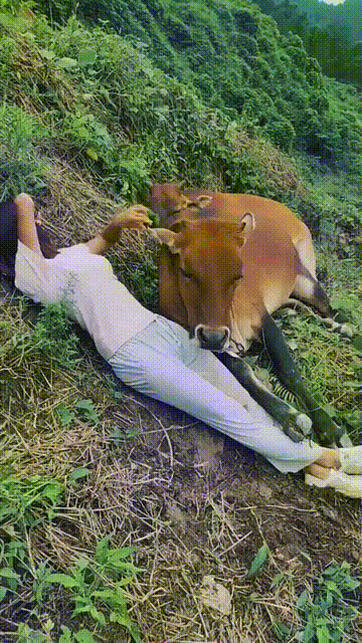 牛睡觉也要枕头吗